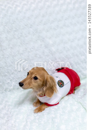 Kaninchen 臘腸犬父母與孩子 Kaninchen 臘腸犬父母與孩子 143527389
