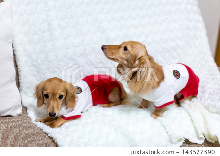 Kaninchen 臘腸犬父母與孩子 Kaninchen 臘腸犬父母與孩子 143527390