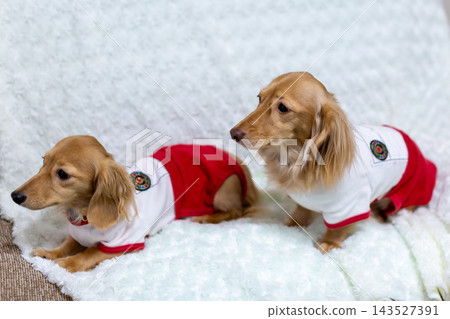 Kaninchen 臘腸犬父母與孩子 Kaninchen 臘腸犬父母與孩子 143527391