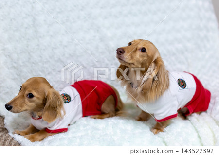 Kaninchen 臘腸犬父母與孩子 Kaninchen 臘腸犬父母與孩子 143527392