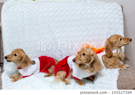Kaninchen 臘腸犬父母與孩子 143527394