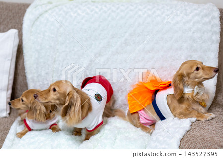 Kaninchen 臘腸犬父母與孩子 143527395