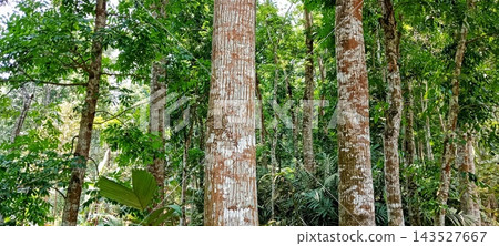 Close up of tall brown and white tree trunks in forest Close up of tall brown and white tree trunks in forest 143527667