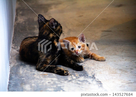 The mother cat is with her orange kitten, protecting it. The mother cat is with her orange kitten, protecting it. 143527684