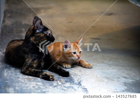 The mother cat is with her orange kitten, protecting it. The mother cat is with her orange kitten, protecting it. 143527685