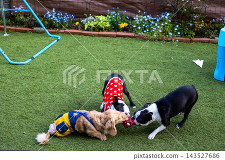 The battle between a Miniature Dachshund and a Boston Terrier The battle between a Miniature Dachshund and a Boston Terrier 143527686
