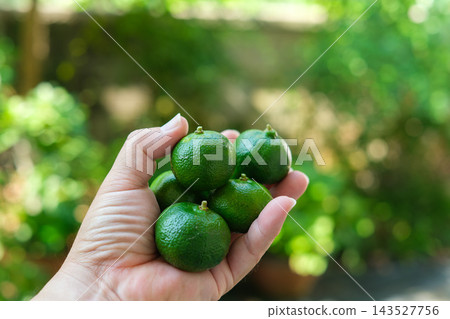 一隻手掌中放著一顆藍色的shikwasa果實,背景是綠色的。 一隻手掌中放著一顆藍色的shikwasa果實,背景是綠色的。 143527756