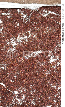 Cloves lie spread over white drying fabric in spice processing. This dense layer of dried flower buds displays dark stems and warm brown heads, recognizable aromatic ingredient for cooking. Cloves lie spread over white drying fabric in spice processing. This dense layer of dried flower buds displays dark stems and warm brown heads, recognizable aromatic ingredient for cooking. 143528131