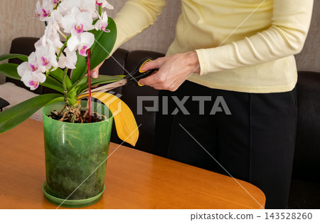 A yellowed, dried orchid leaf due to improper plant care, leaf pruning A yellowed, dried orchid leaf due to improper plant care, leaf pruning 143528260