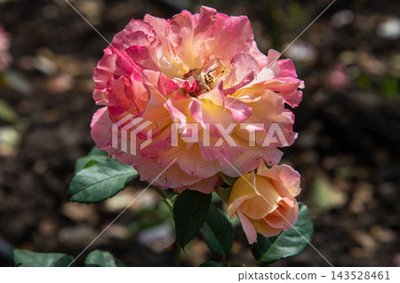 Abraham Darby English Rose Abraham Darby English Rose 143528461
