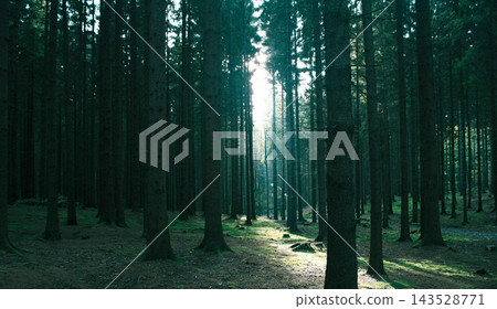 pine forest in the morning light pine forest in the morning light 143528771