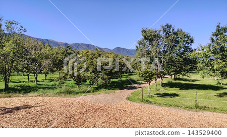 藍天下，一條鋪著木屑的賽馬跑道蜿蜒展開。 143529400