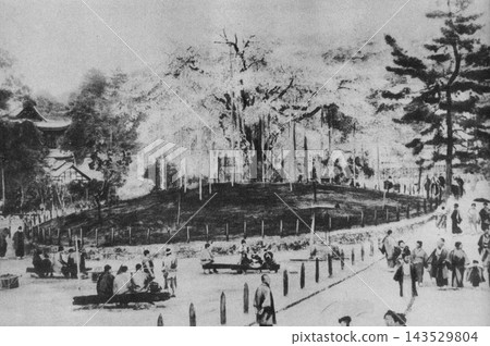 約攝於 1905 年的京都老照片,圓山公園祇園垂枝櫻花樹。 約攝於 1905 年的京都老照片,圓山公園祇園垂枝櫻花樹。 143529804