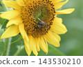 Bees sucking sunflower nectar 143530210