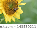 Bees searching for sunflower nectar 143530211