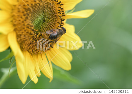 Bees searching for sunflower nectar Bees searching for sunflower nectar 143530211