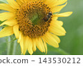 A bee enjoying sunflower nectar. 143530212