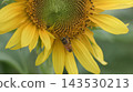 A bee clinging to a sunflower 143530213