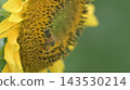 Bees enjoying sunflower nectar 143530214