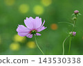Pink cosmos flowers blooming in autumn field 143530338