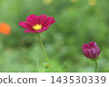 Red cosmos flowers have begun to bloom in the cosmos field. 143530339