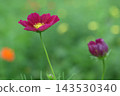 Early-blooming red cosmos 143530340