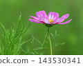 Pink cosmos flowers blooming in autumn field 143530341