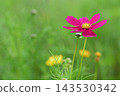 Red cosmos flowers among the greenery 143530342
