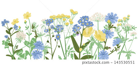 Wildflower banner with yellow, blue, and white blossoms among green stems and leaves in a delicate botanical illustration on white Wildflower banner with yellow, blue, and white blossoms among green stems and leaves in a delicate botanical illustration on white 143530551