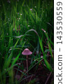 A little toadstool among the leaves and dew 143530559