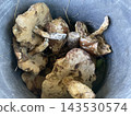 Mushroom growing in autumn forest ground 143530574