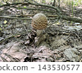 Mushroom growing in autumn forest ground 143530577
