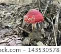 Mushroom growing in autumn forest ground 143530578