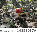Mushroom growing in autumn forest ground 143530579