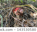 Mushroom growing in autumn forest ground 143530580