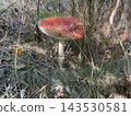 Mushroom growing in autumn forest ground 143530581
