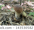Mushroom growing in autumn forest ground 143530582