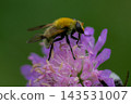 A small fly sitting on a flower 143531007