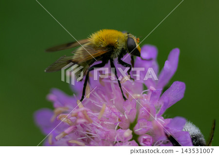 A small fly sitting on a flower A small fly sitting on a flower 143531007