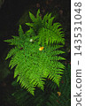 Green vibrant beautiful fern leaves in a dark crevice in forest, vertical image. 143531048