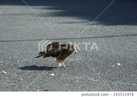 A kite eating bread 143531978