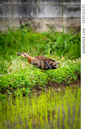 Ducks drinking water by the riverbank Ducks drinking water by the riverbank 143532271