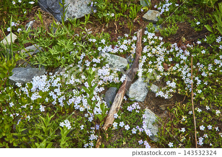 Wildflowers and Rocks in Alpine Meadow with Stick and Lush Green Foliage Wildflowers and Rocks in Alpine Meadow with Stick and Lush Green Foliage 143532324