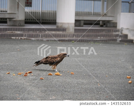 A scene with a cute cat and a kite. A scene with a cute cat and a kite. 143532633