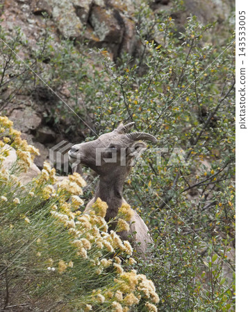 A female bighorn sheep sitting on a slope. A female bighorn sheep sitting on a slope. 143533005