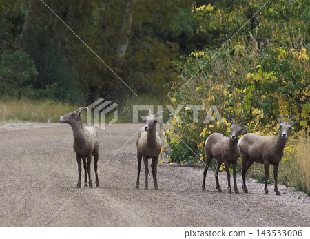Four female bighorn sheep lined up side-by-side on the road, observing the view from the top of the cliff. Four female bighorn sheep lined up side-by-side on the road, observing the view from the top of the cliff. 143533006