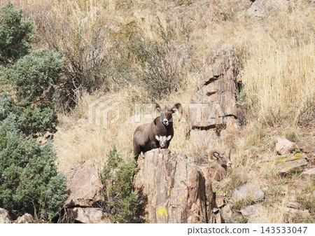 Two magnificent male and young bighorn sheep look down from the top of a cliff. Two magnificent male and young bighorn sheep look down from the top of a cliff. 143533047