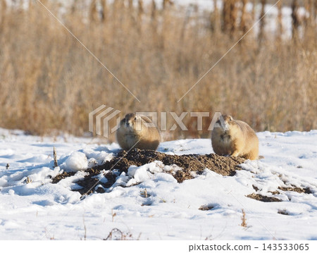 Two prairie dogs curl up in a burrow on a snowfield, basking in the sun. Two prairie dogs curl up in a burrow on a snowfield, basking in the sun. 143533065