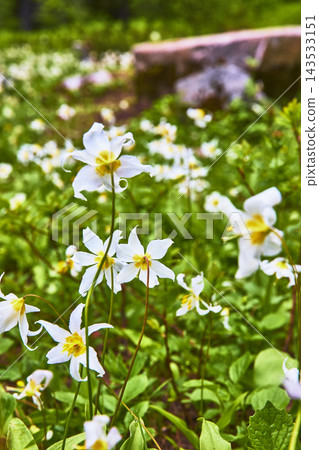 Blooming White Wildflowers and Lush Green Meadow in Vibrant Spring Light Blooming White Wildflowers and Lush Green Meadow in Vibrant Spring Light 143533151