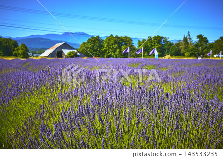 Lavender Fields Barn and Flags in Sequim Washington Summer Flower Landscape 143533235